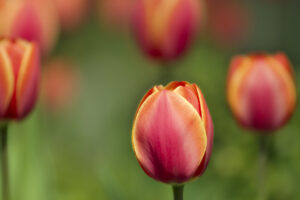 Tulips Macro Shot9339819568